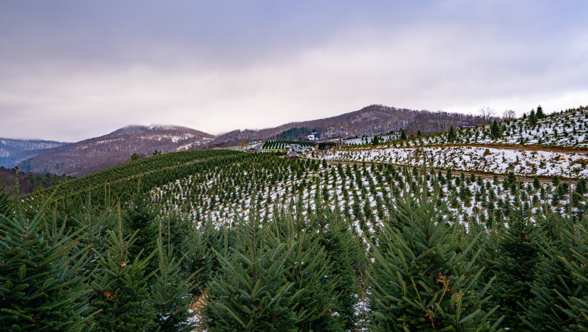 Long-range views of Christmas tree farm with light snow in mountains.