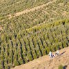 Low aerial of families picking out Christmas trees at U-pick farm during daytime.