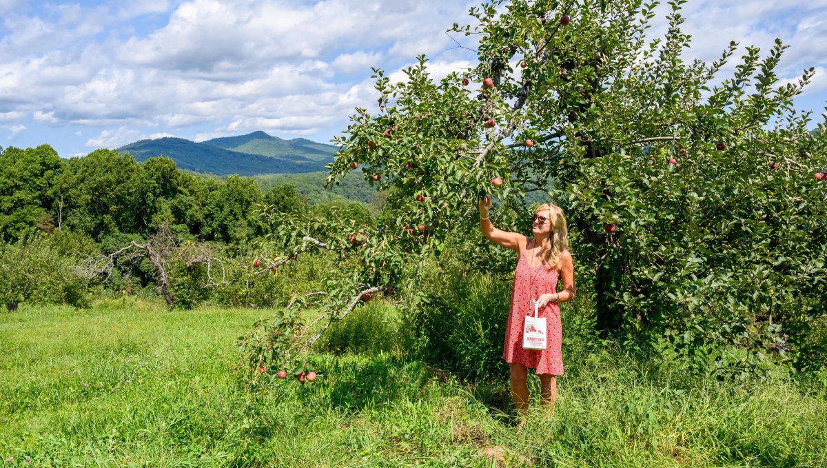 Woman picking apple at orchard with mountains in background