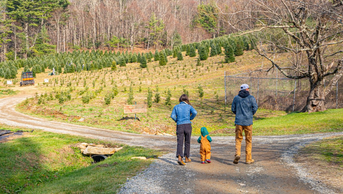 Family with toddler walking down gravel path with hills of Christmas trees in background.